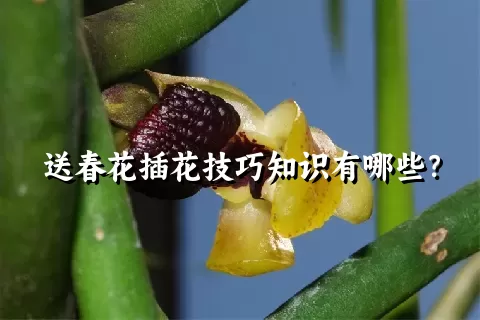送春花插花技巧知识有哪些？