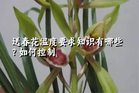 送春花温度要求知识有哪些？如何控制