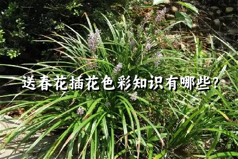 送春花插花色彩知识有哪些？