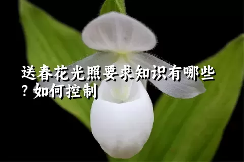 送春花光照要求知识有哪些？如何控制