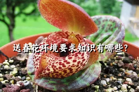 送春花环境要求知识有哪些？