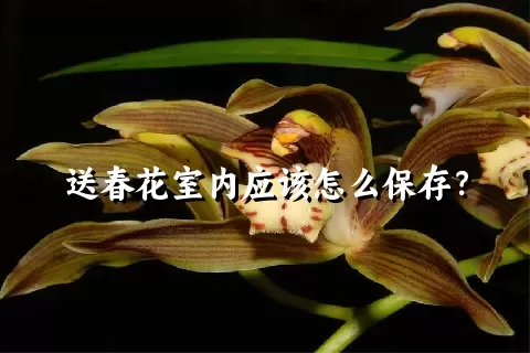 送春花室内应该怎么保存？