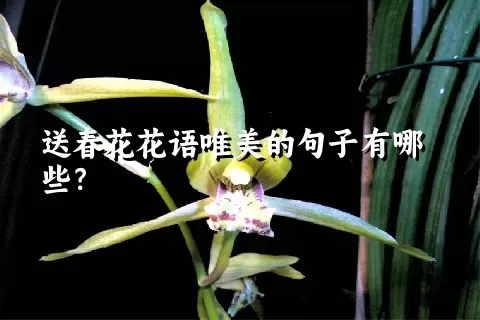 送春花花语唯美的句子有哪些？