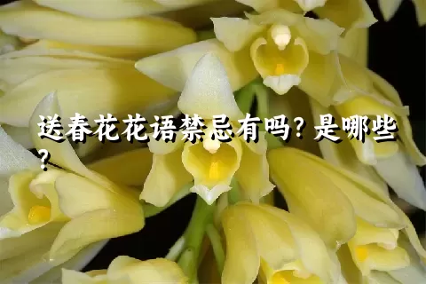 送春花花语禁忌有吗？是哪些？