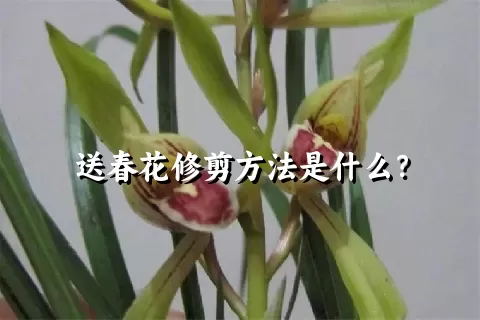 送春花修剪方法是什么？