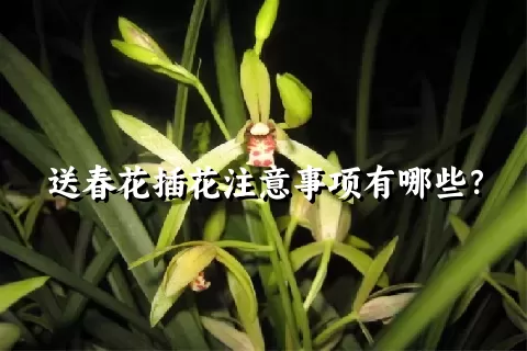 送春花插花注意事项有哪些？