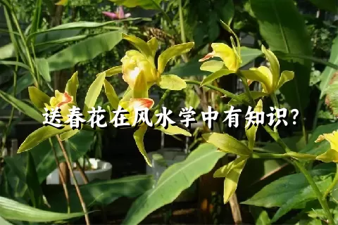送春花在风水学中有知识？