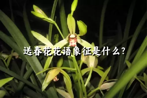 送春花花语象征是什么？