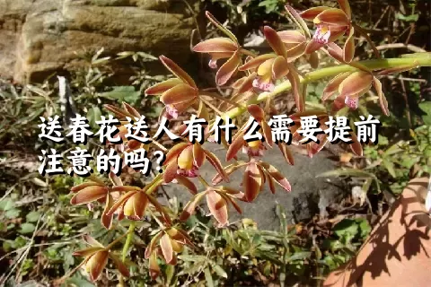 送春花送人有什么需要提前注意的吗？