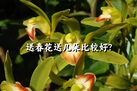 送春花送几朵比较好？