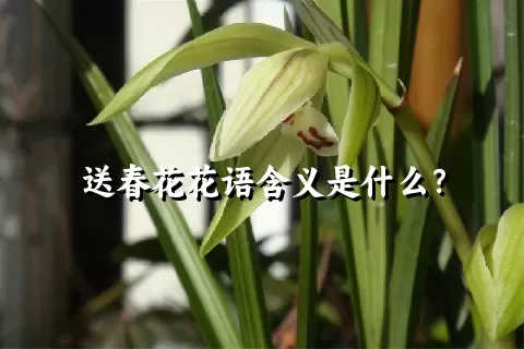 送春花花语含义是什么？