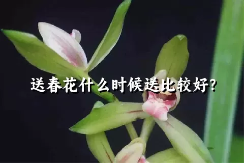 送春花什么时候送比较好？