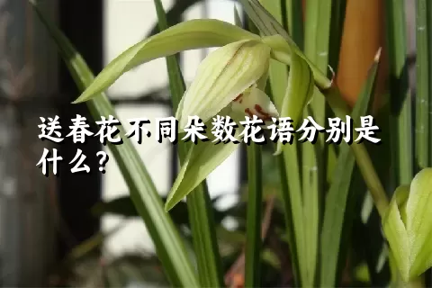 送春花不同朵数花语分别是什么？
