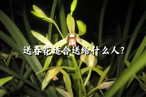 送春花适合送给什么人？