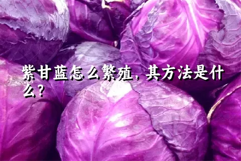 紫甘蓝怎么繁殖，其方法是什么？
