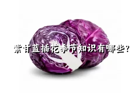 紫甘蓝插花季节知识有哪些？