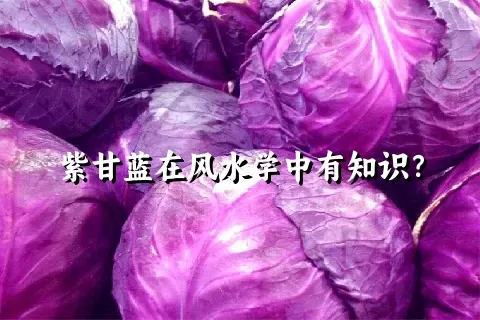 紫甘蓝在风水学中有知识？