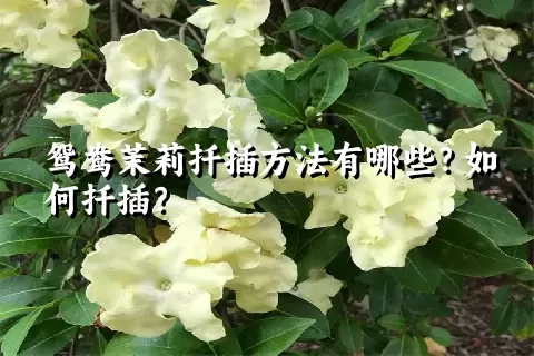 鸳鸯茉莉扦插方法有哪些？如何扦插？
