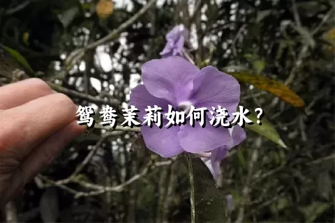 鸳鸯茉莉如何浇水？