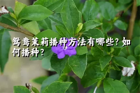 鸳鸯茉莉播种方法有哪些？如何播种？