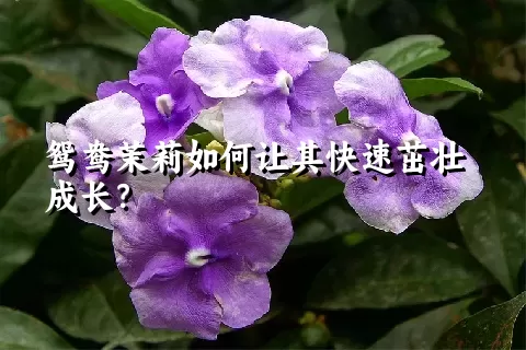 鸳鸯茉莉如何让其快速茁壮成长？