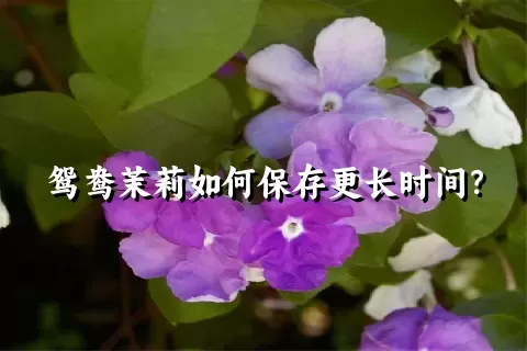 鸳鸯茉莉如何保存更长时间？