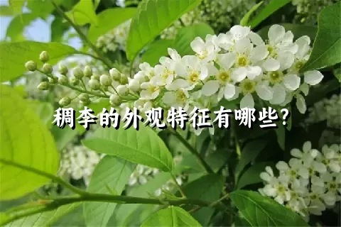 稠李的外观特征有哪些?