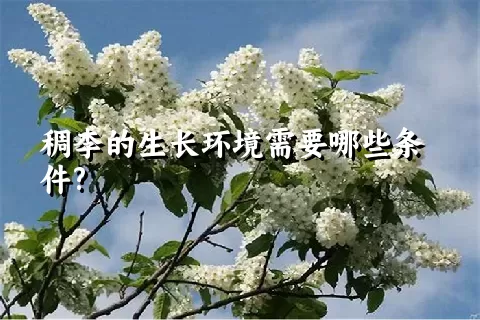 稠李的生长环境需要哪些条件?