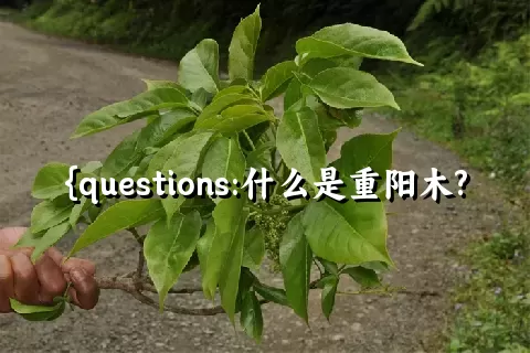 什么是重阳木?