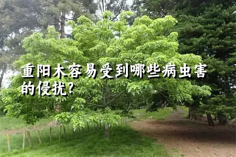 重阳木容易受到哪些病虫害的侵扰?