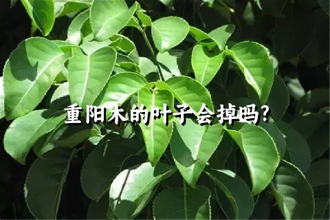 重阳木的叶子会掉吗?
