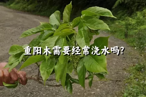 重阳木需要经常浇水吗?