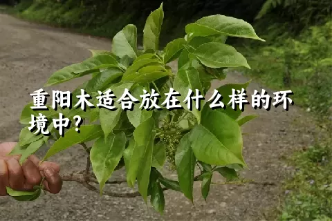 重阳木适合放在什么样的环境中?