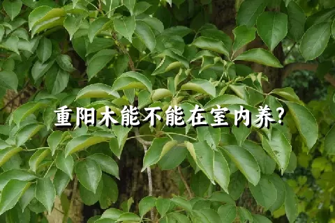 重阳木能不能在室内养?