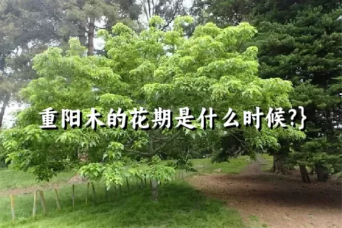 重阳木的花期是什么时候?