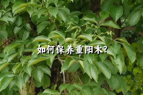 如何保养重阳木?