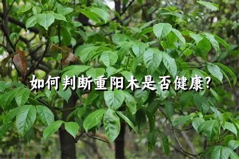 如何判断重阳木是否健康?