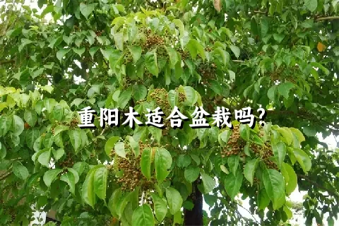 重阳木适合盆栽吗?