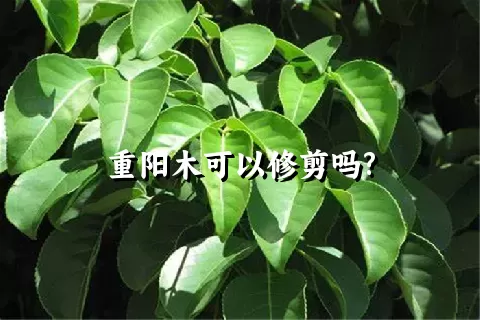 重阳木可以修剪吗?