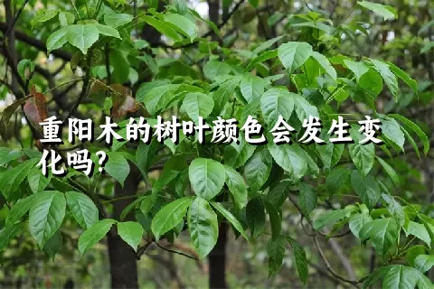 重阳木的树叶颜色会发生变化吗?