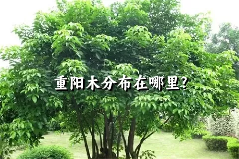 重阳木分布在哪里?
