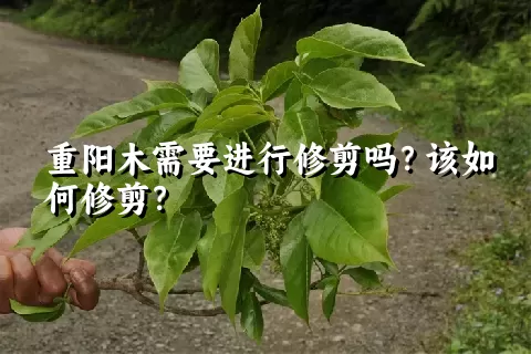 重阳木需要进行修剪吗？该如何修剪？