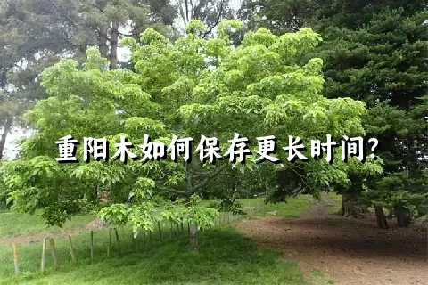 重阳木如何保存更长时间？
