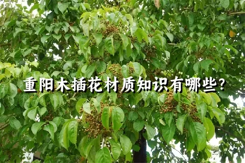 重阳木插花材质知识有哪些？