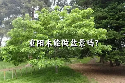 重阳木能做盆景吗？