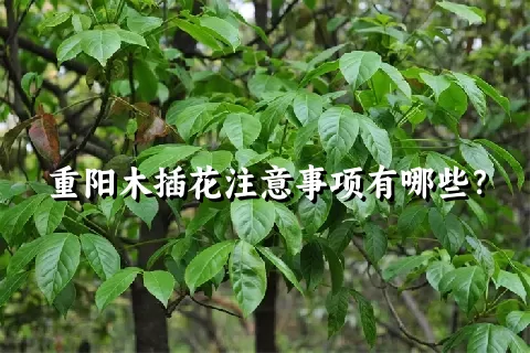 重阳木插花注意事项有哪些？