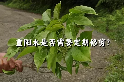 重阳木是否需要定期修剪？