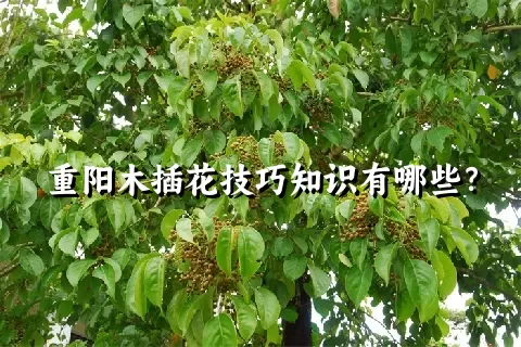 重阳木插花技巧知识有哪些？