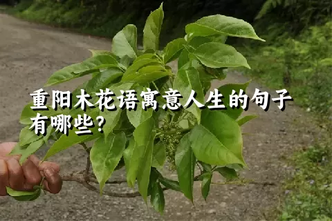 重阳木花语寓意人生的句子有哪些？
