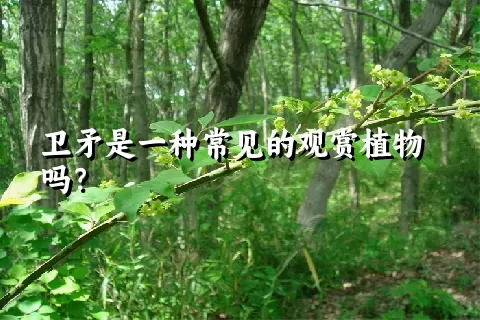 卫矛是一种常见的观赏植物吗？